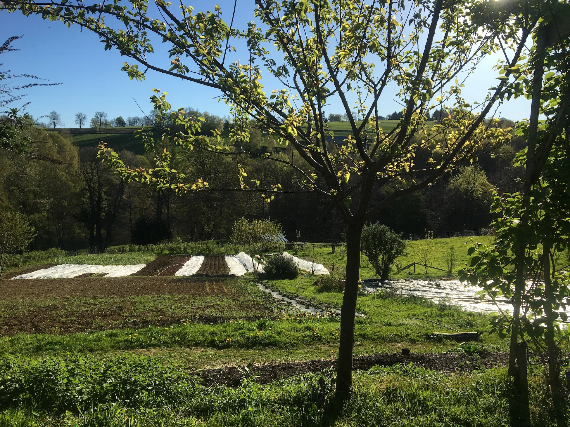 Abricotier en fleurs — Les Jardins de la Bergeronnette