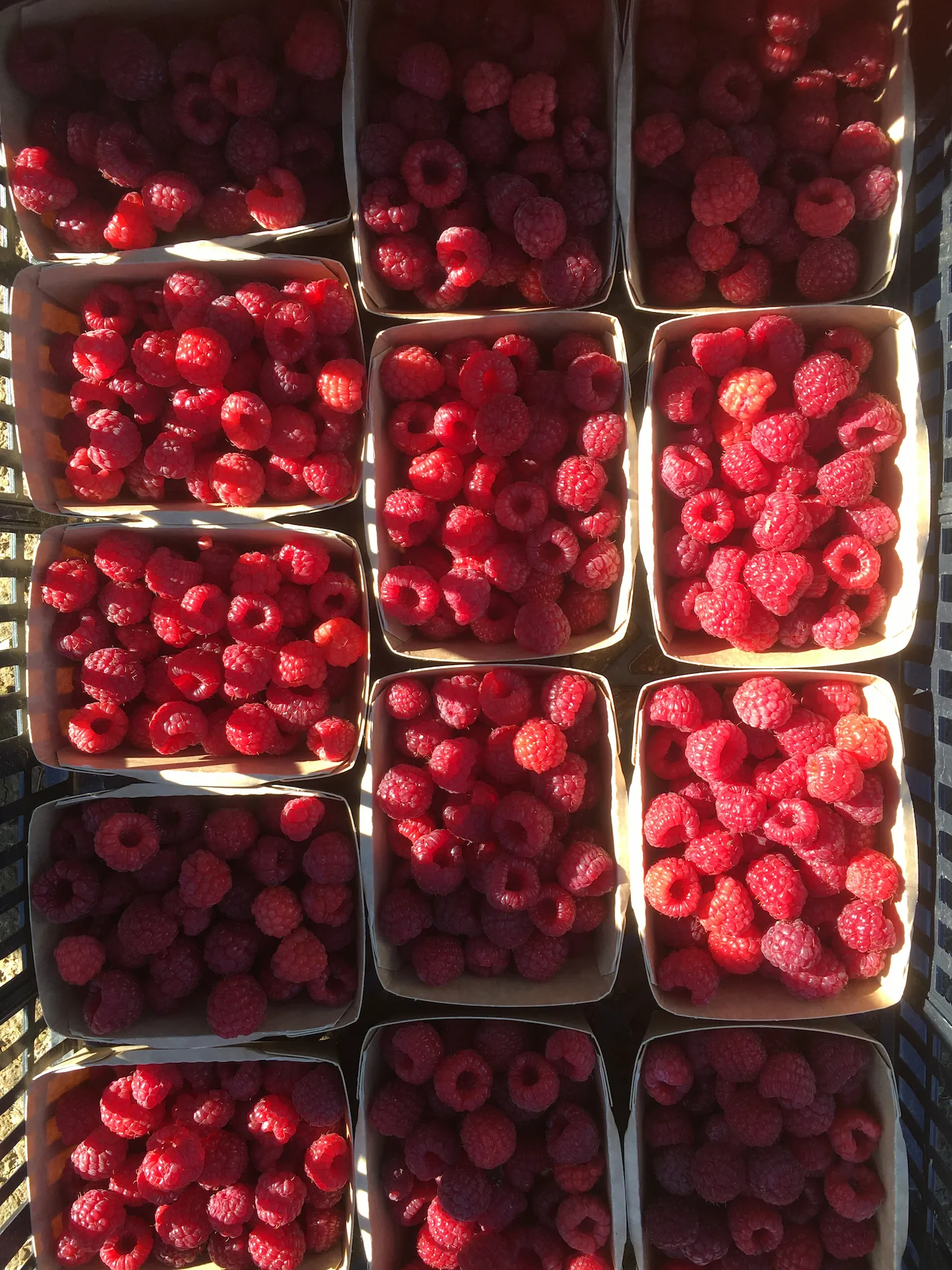Barquettes de framboises fraîches