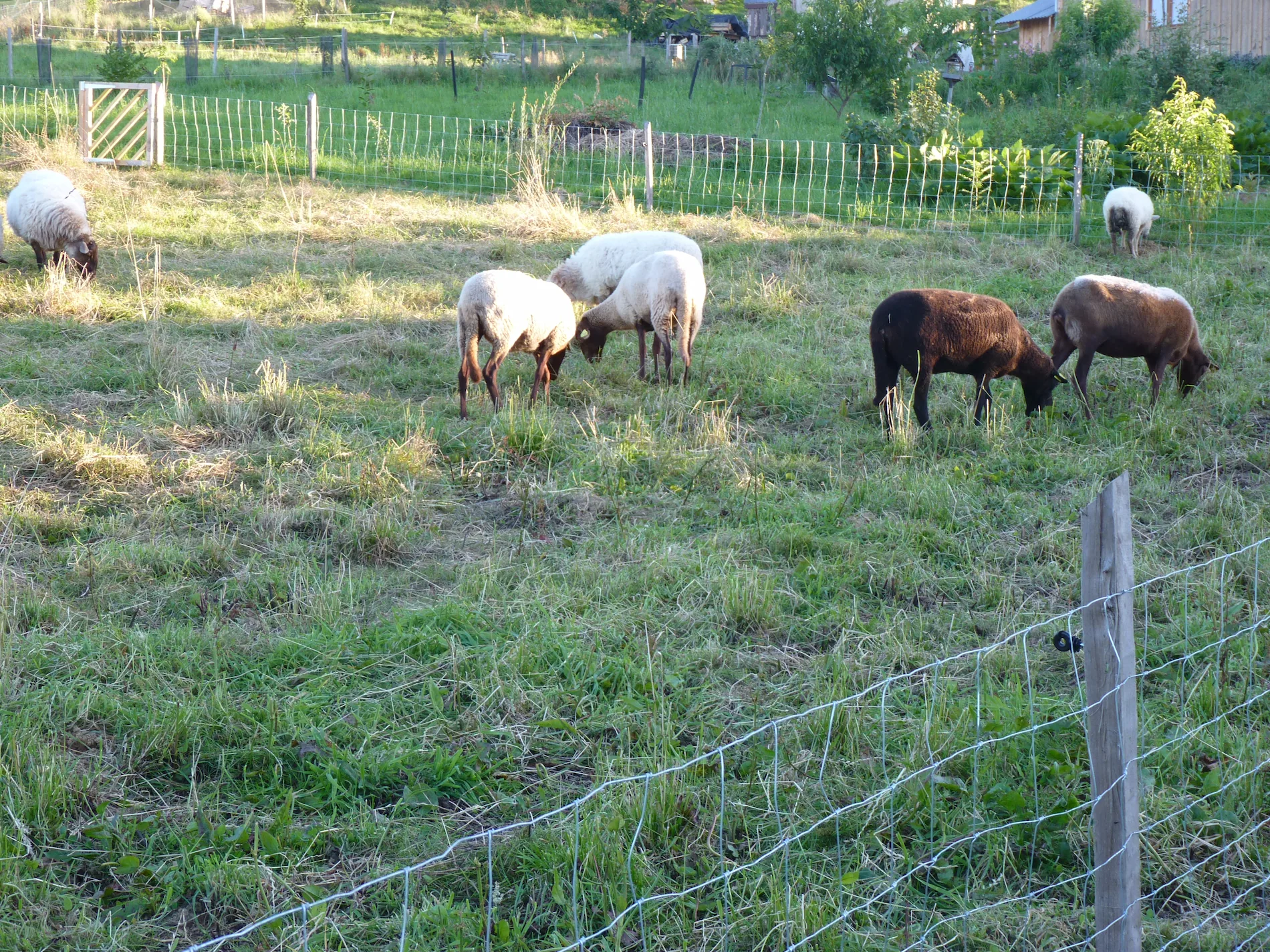 Brebis au pâturage à la Bergeronnette