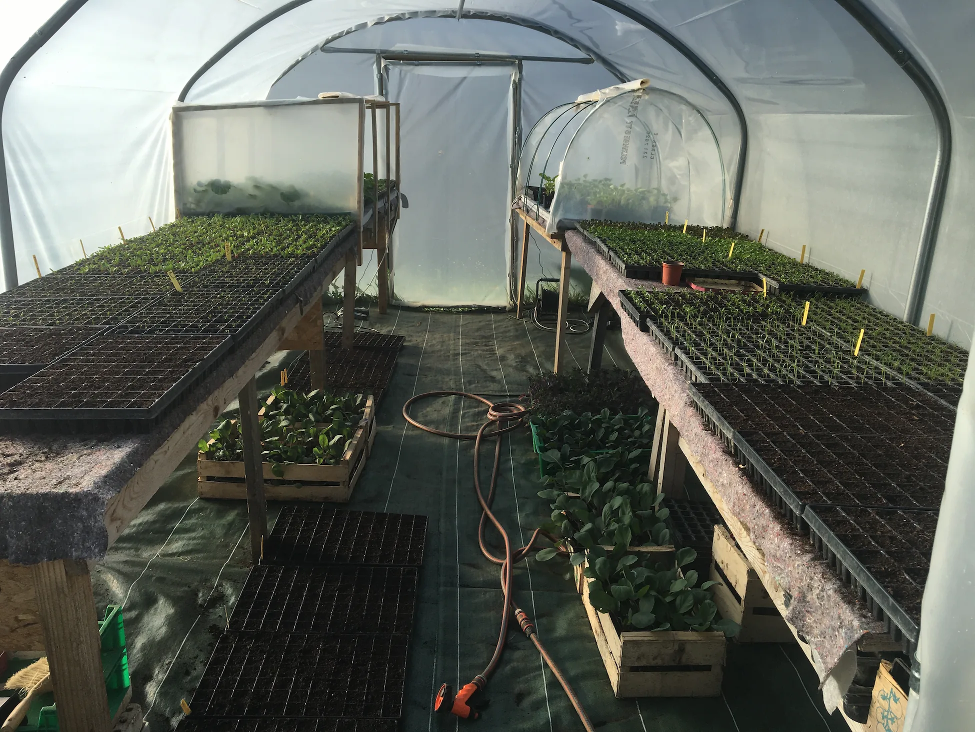 Plants en serre — Les Jardins de la Bergeronnette